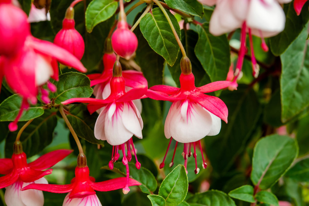 Heirloom Fuchsia Flower Seeds for Planting – White and Pink Mix, Non-GMO Perennial Blooms