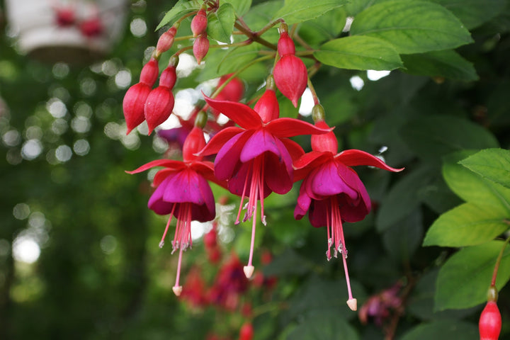 Pink Red Fuchsia Flower Seeds for Planting 100 pcs