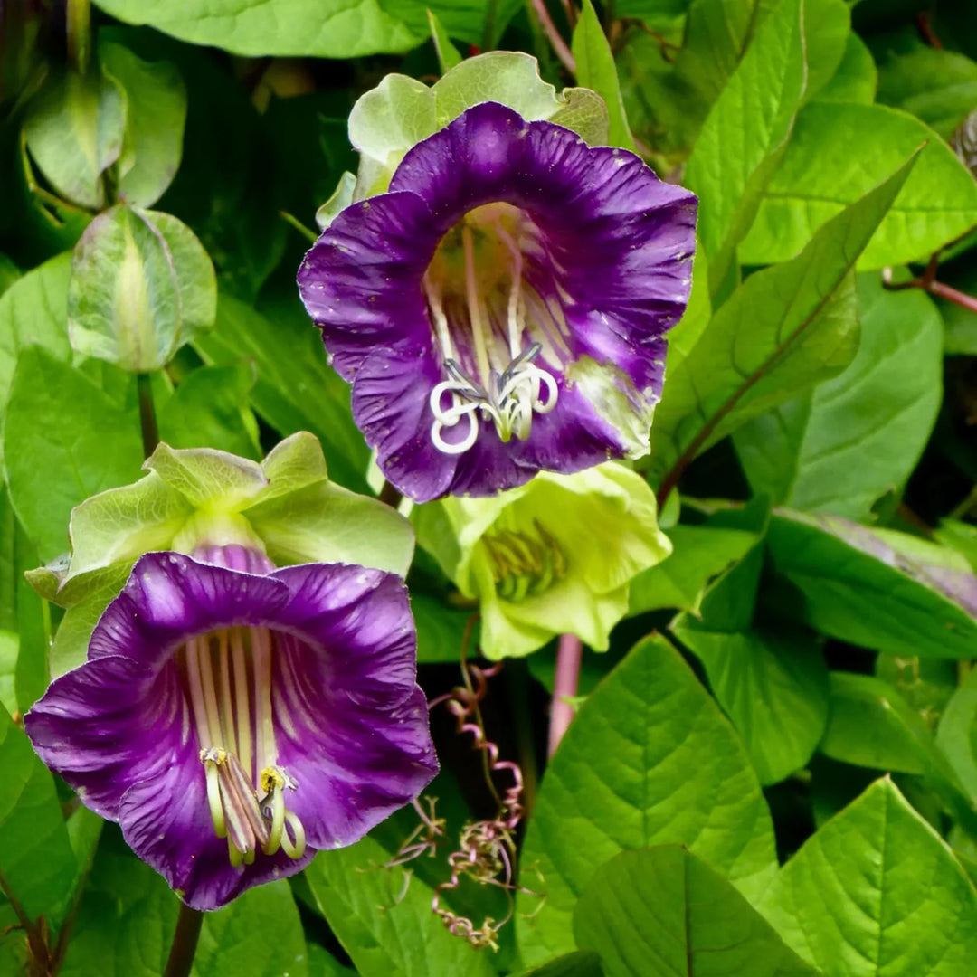 cobaea scandens flower seeds