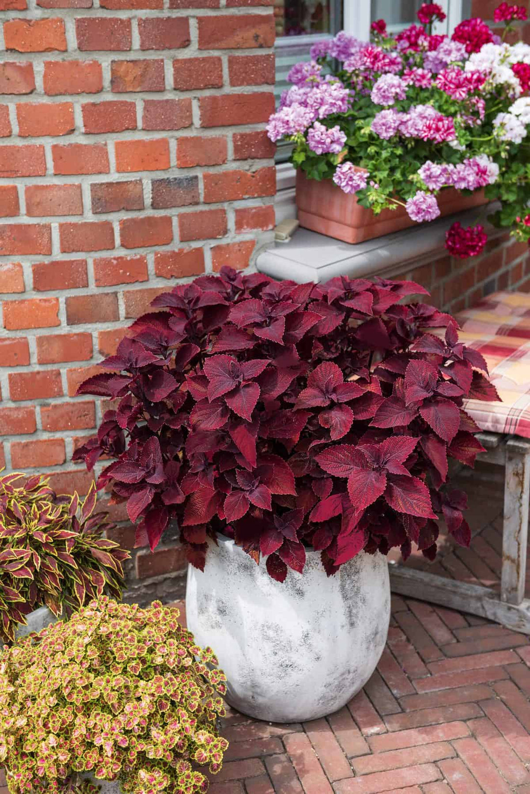 Heirloom Non-GMO Maroon Coleus Plant Seeds for Planting – Colorful Foliage Garden Seeds
