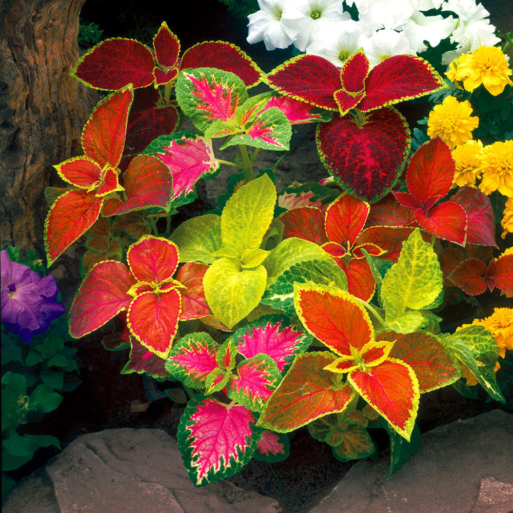 heirloom mixed flower seeds
