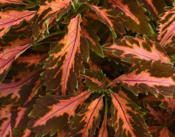 Coleus Premium Sun Coral Candy Plant Seeds – Heirloom & Non-GMO Seeds for Planting