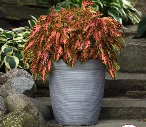 Coleus Premium Sun Coral Candy Plant Seeds – Heirloom & Non-GMO Seeds for Planting