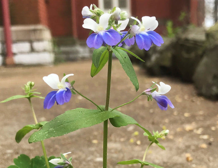Heirloom Collinsia Verna Flower Seeds for Planting – Non-GMO, High Germination Organic Spring Blooming Garden Seeds