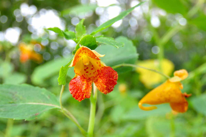 Heirloom Jewelweed Flower Seeds for Planting – Non-GMO, High Germination Organic Wildflower Garden Seeds