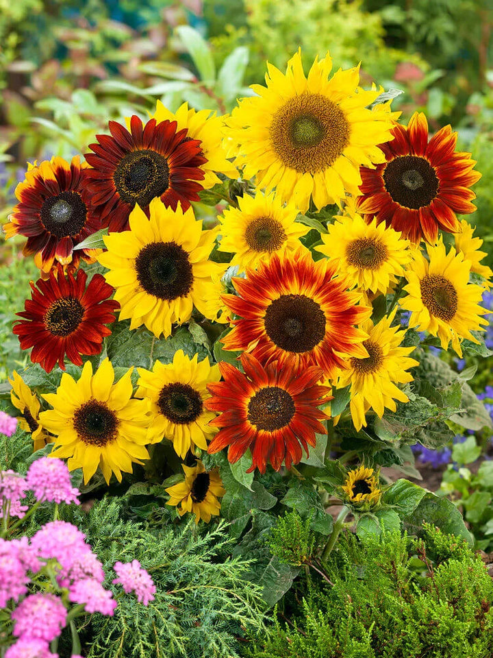 Mixed Sunflower Seeds for Planting, 100 pcs