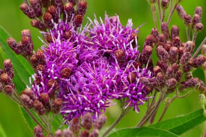 heirloom non flower seeds