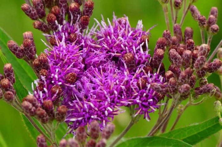 Heirloom Non Gmo Vernonia Anthelmintica Flower For Planting Medicinal Wildflower Flower Seeds for