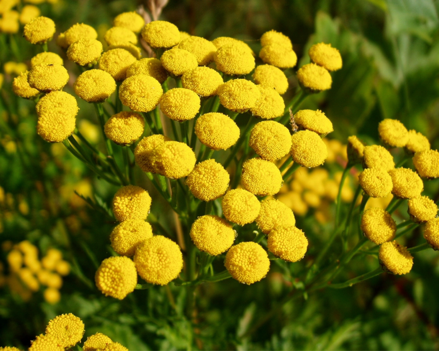 Heirloom Tansy Flower Seeds – Non-GMO Seeds for Medicinal and Ornamental Garden Planting