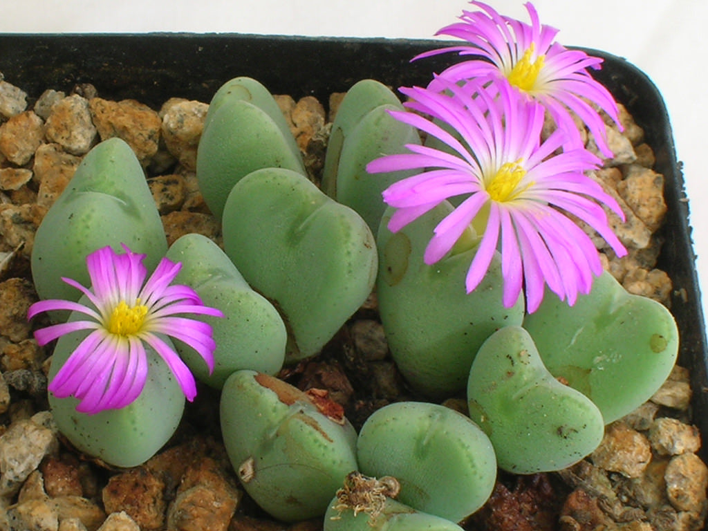 Conophytum blomsterfrø til udplantning, friske, 100 stk