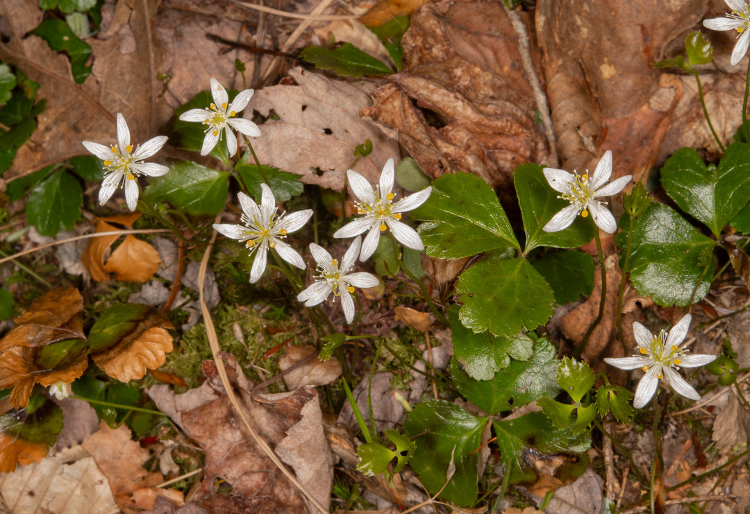 Heirloom Non-GMO Goldthread Flower Seeds for Planting – Bright Yellow Wildflower Seeds | High Germination