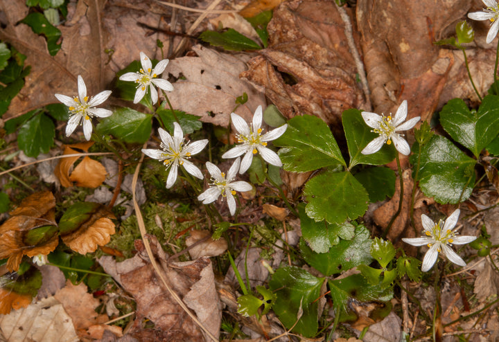 Heirloom Non-GMO Goldthread Flower Seeds for Planting – Bright Yellow Wildflower Seeds | High Germination