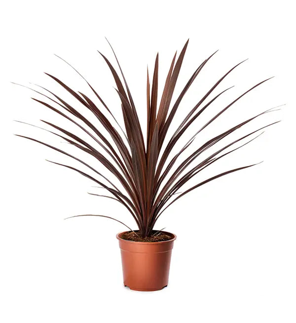 Heirloom Cordyline Australis Plant Seeds, Non-GMO Tropical Foliage for Decorative Garden Planting