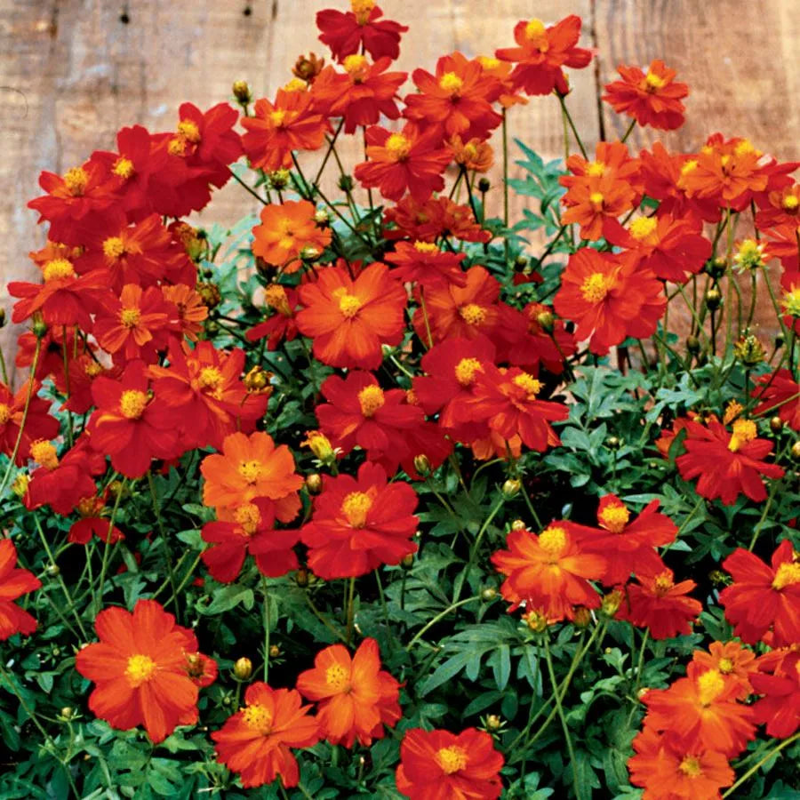 Cosmos Red Flower Seeds for Planting - 100 pcs