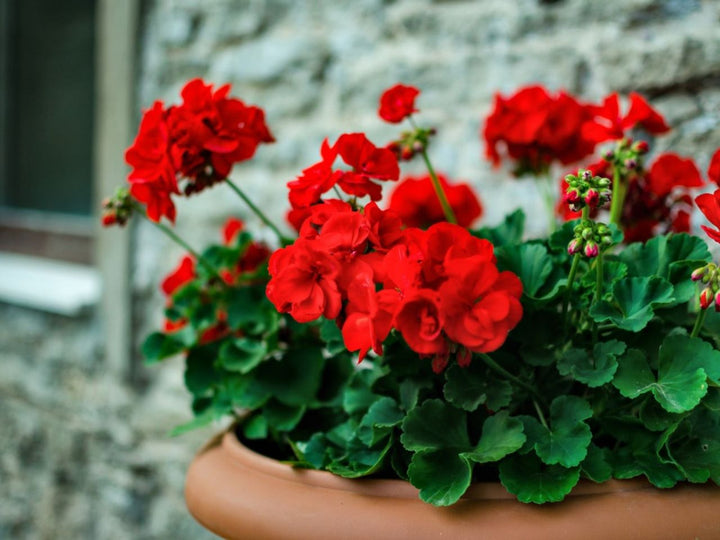 Friske Geranium Blomsterfrø til Plantning, Røde 100 stk