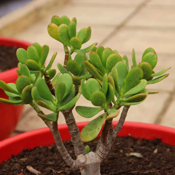 Crassula Plant Seeds for Succulent Planting - Heirloom & Non GMO seeds for vibrant planting