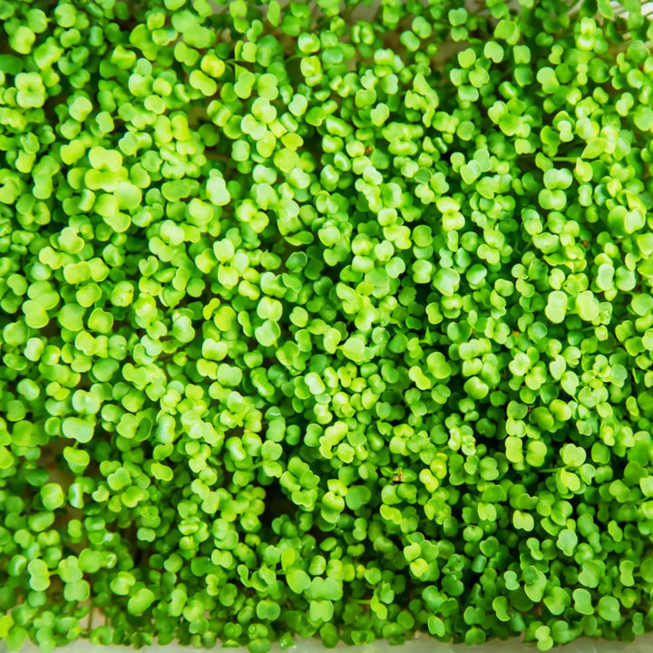 Crimson Clover Microgreens Seeds – Heirloom, Non-GMO, High Germination Seeds for Healthy Microgreen Growing