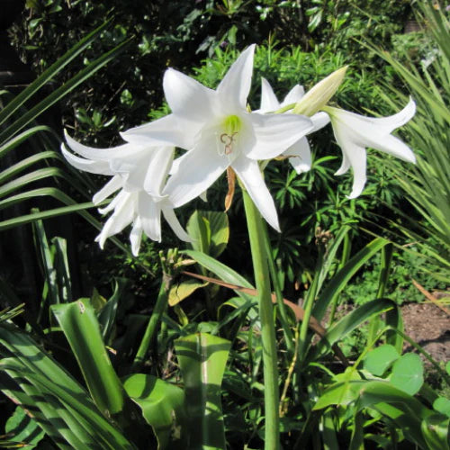White Cape Lily Seeds for Planting – Tropical Aquatic Blooms, Heirloom & Non-GMO Seeds