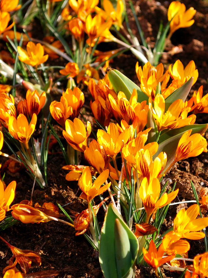 Orange Brown Crocus Flower Seeds – Heirloom Non-GMO Seeds for Garden Planting