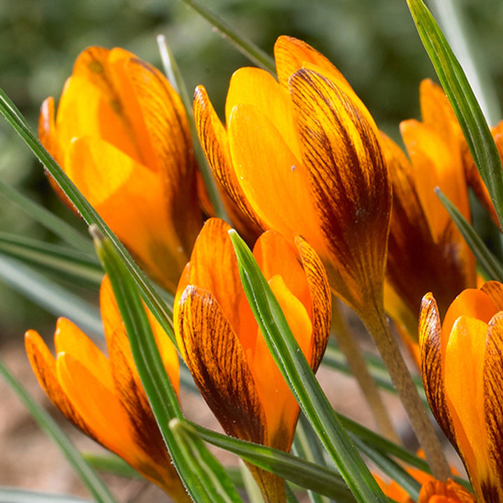 Orange Brown Crocus Flower Seeds – Heirloom Non-GMO Seeds for Garden Planting
