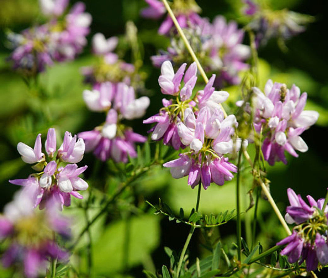 organic vetch flower seeds