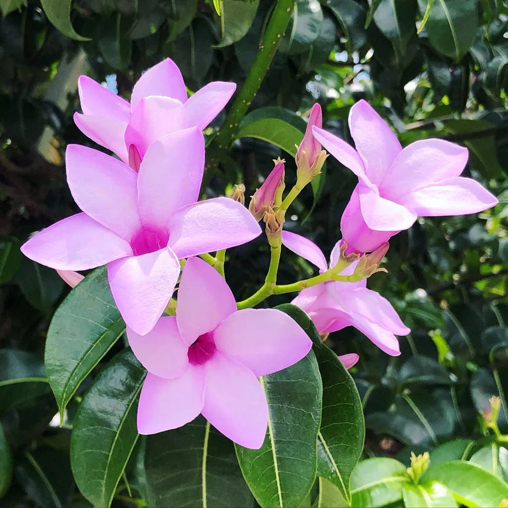 cryptostegia flower flower seeds