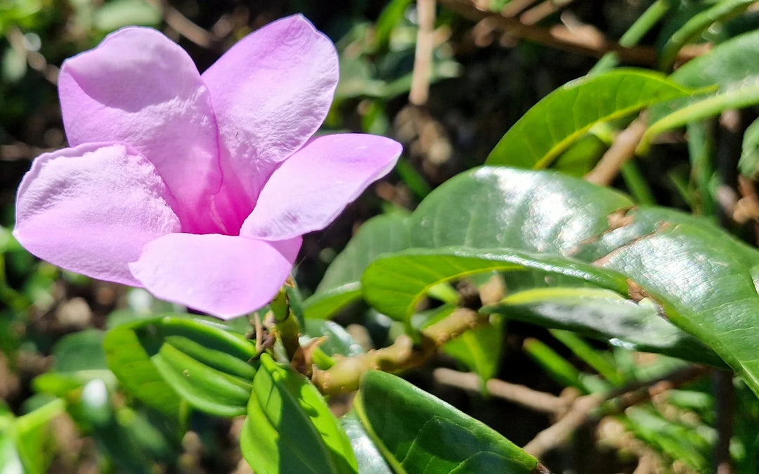 Cryptostegia Flower Seeds – Heirloom, Non-GMO, High Germination Organic Garden Seeds for Planting