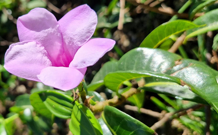 Cryptostegia Flower Seeds – Heirloom, Non-GMO, High Germination Organic Garden Seeds for Planting