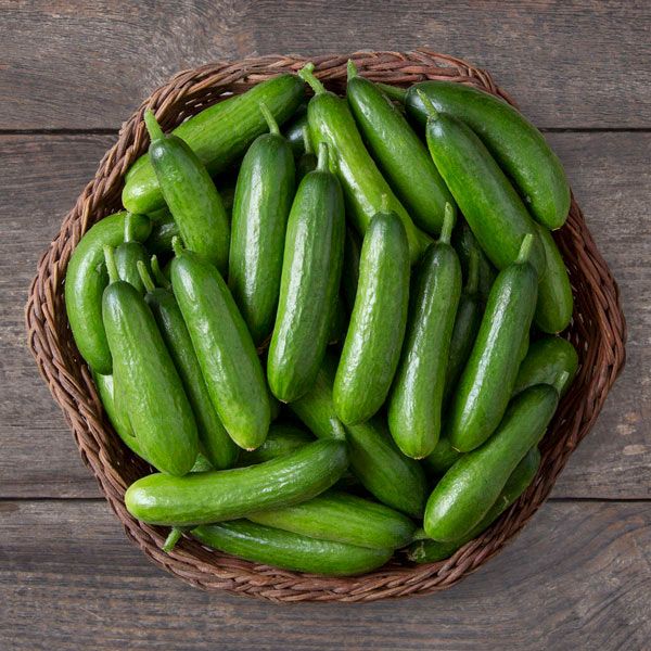 Cucumber School Baby F1 frø, Cucumis sativus, økologiske grøntsagsfrø til plantning