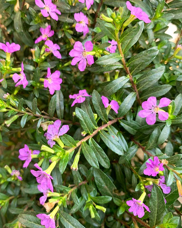heather plant indoor or outdoor Mexican Heather (Cuphea Hyssopifolia) Flower Seeds for Planting – Heirloom Non-GMO Organic Garden Seeds with High Germination