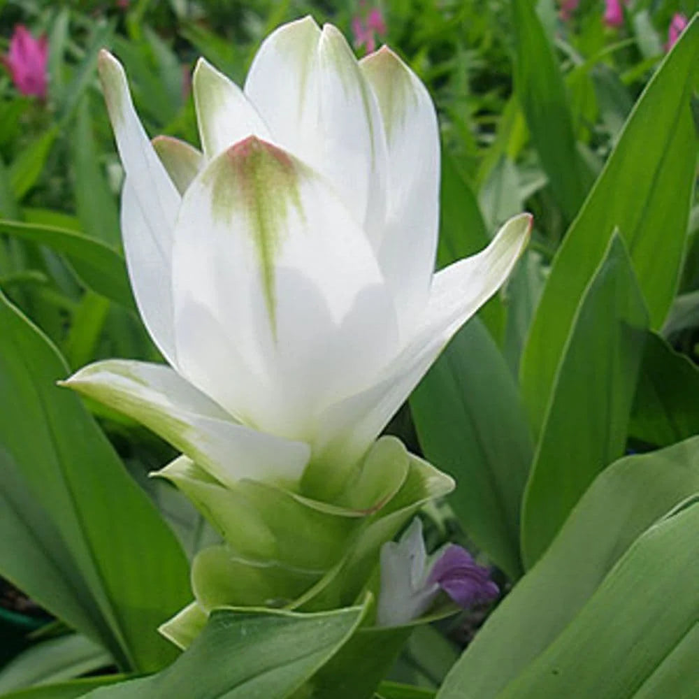 Alismatifolia Blomsterfrø til udplantning - Grøn 100 stk