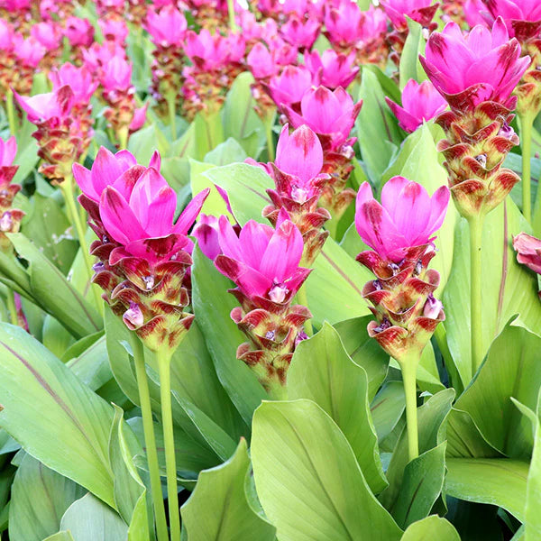 Rhizoma Curcuma Flower Seeds for Planting, Fresh, 100 pcs