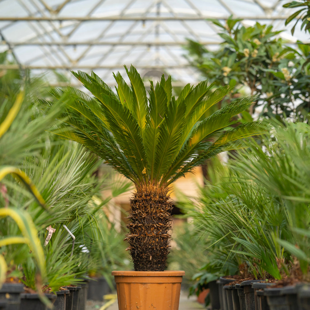 Cycas Plantefrø til udplantning, Brun, 100 stk