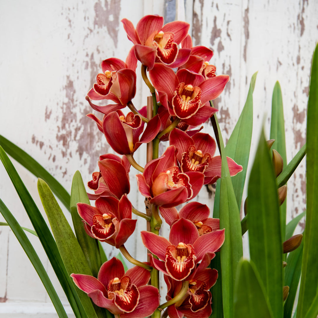 Cymbidium Flower Seeds for Planting – Organic, Heirloom, Non-GMO Orchid Seeds, High Germination