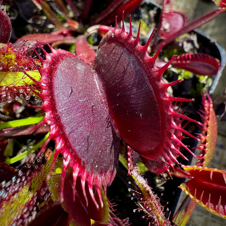 Venus Fluefælde Violet Blomsterfrø til Plantning - 100 stk