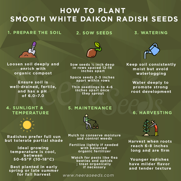 Smooth White Daikon Radish Seeds – Asian White Heirloom Vegetable Seeds for Planting, Non-GMO & High Yield
