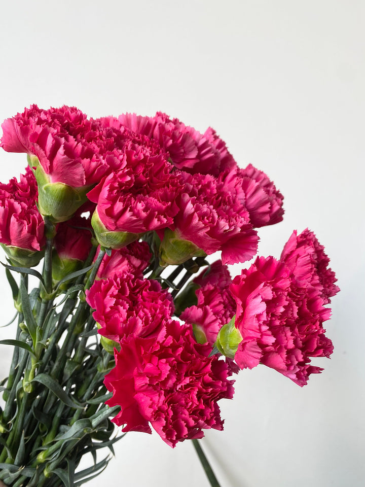 Heirloom Non-GMO Dark Pink Carnation Flower Seeds for Planting – Fragrant Garden & Ornamental Seeds