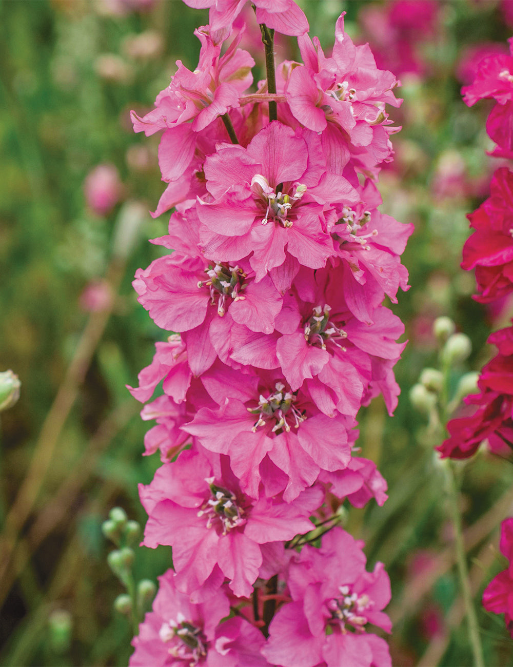 pink punch flower seeds