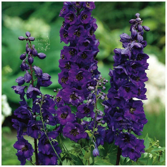 Delphinium Black Knight Blomsterfrø til udplantning 100 stk