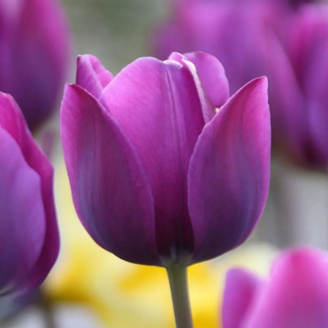 violet tulip flower seeds