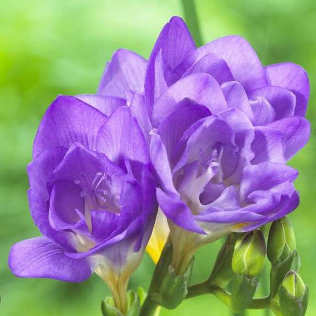 Heirloom Non-GMO Freesia Flower Seeds – Blue Blooms for Planting
