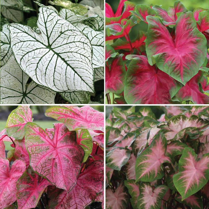 Berries and Burgundy Caladium Plant Seeds for Planting 100 pcs