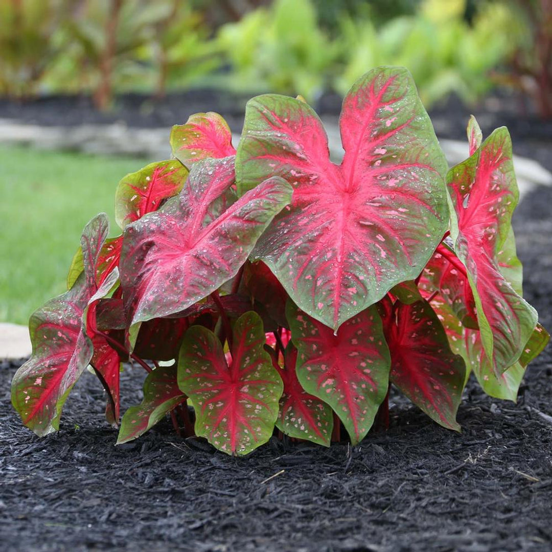 Caladium Bicolor Red Flower Seeds for Planting 100 pcs