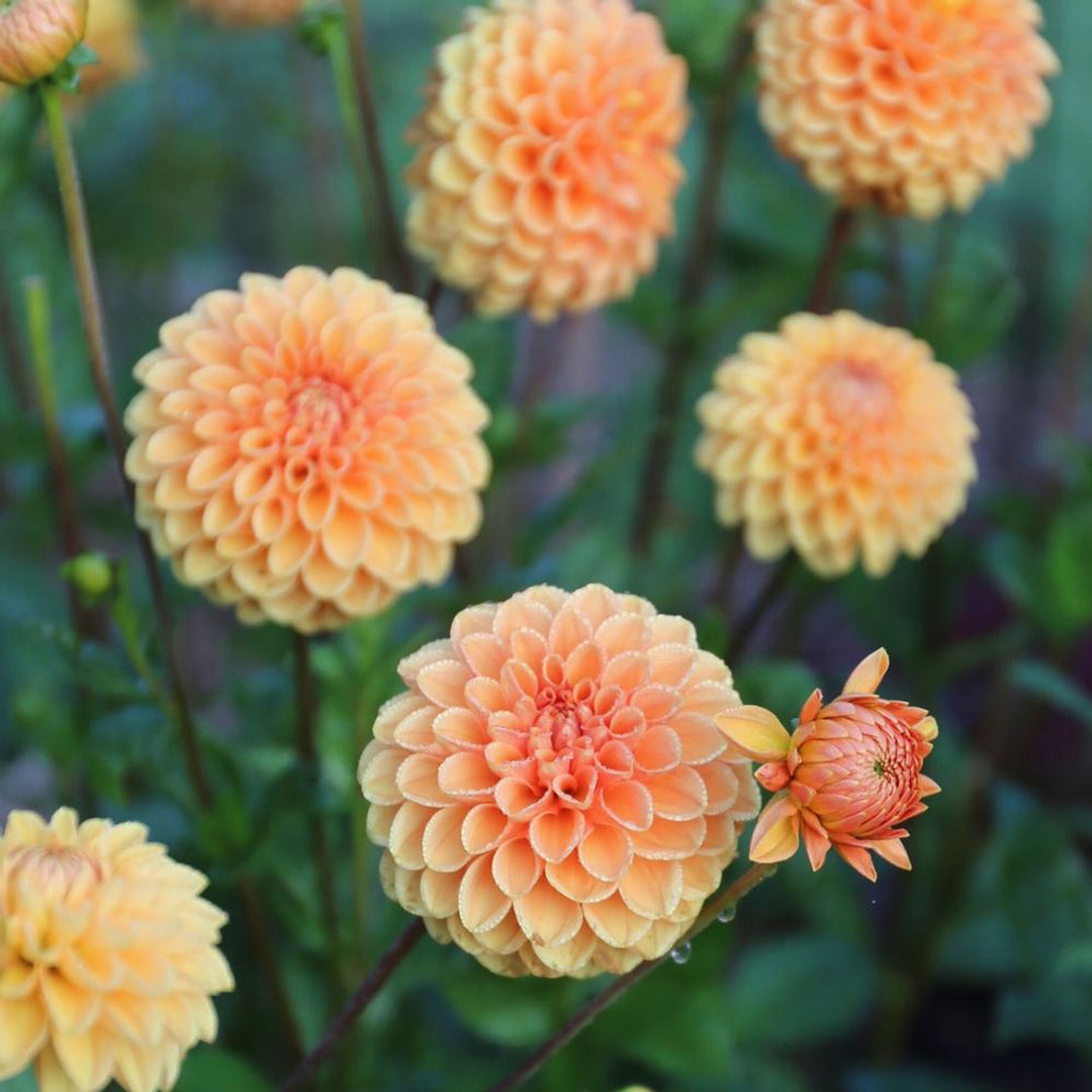 Organic Heirloom Non-GMO Dahlia Seeds for Planting – Colorful Variety Garden Blooms