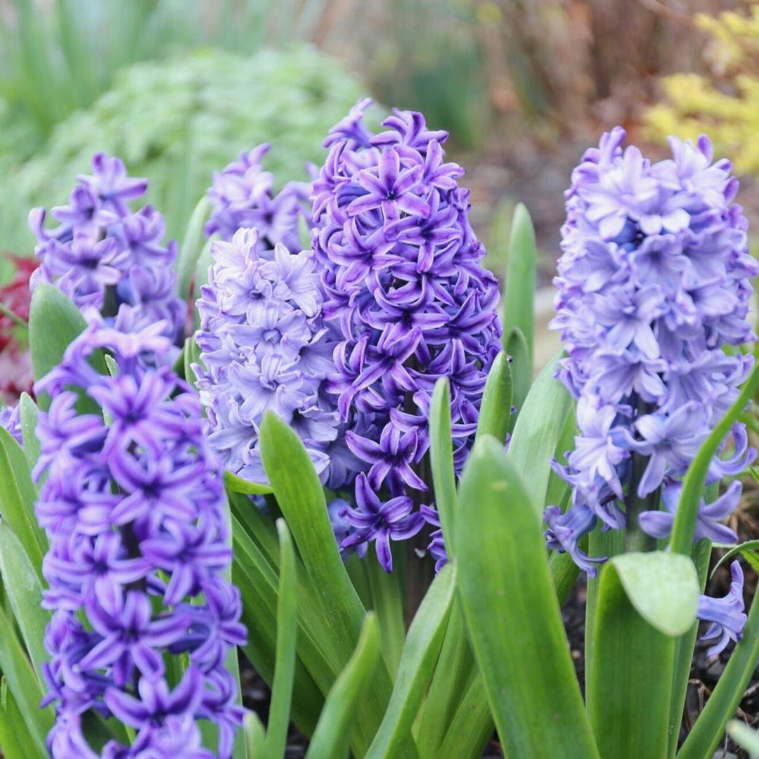 Heirloom Non-GMO Hyacinths Flower Seeds – Fragrant Spring Blooms for Garden Planting