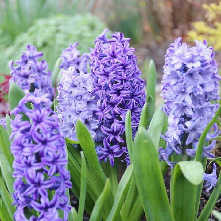 Heirloom Non-GMO Hyacinths Flower Seeds – Fragrant Spring Blooms for Garden Planting