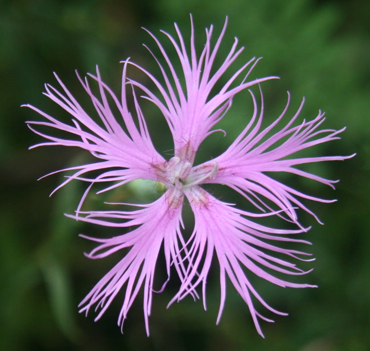 Pink Dianthus Superbus Blomsterfrø til udplantning, 100 stk