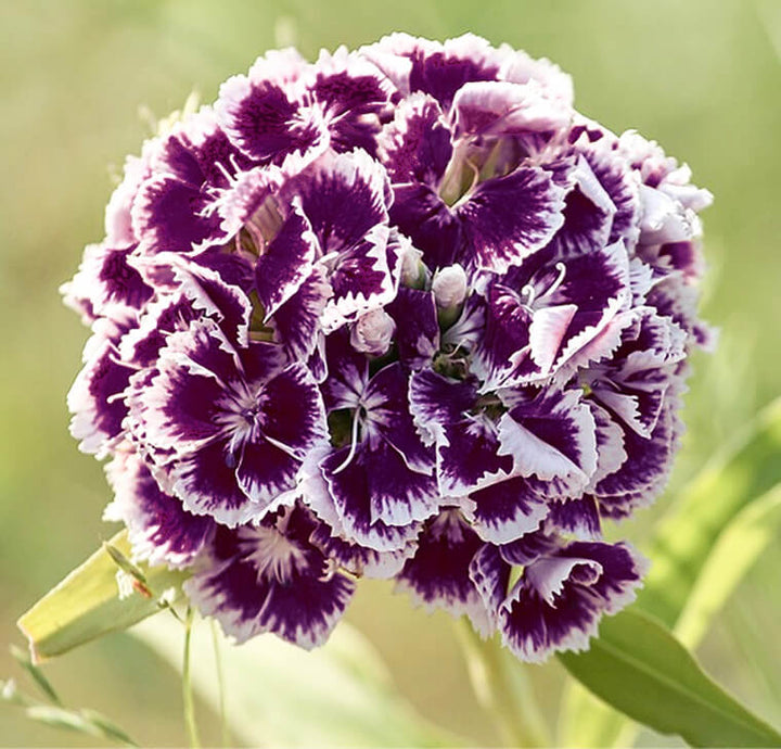 Heirloom Non-GMO Dianthus Flower Seeds for Planting – Fragrant Hardy Blooms for Garden & Borders