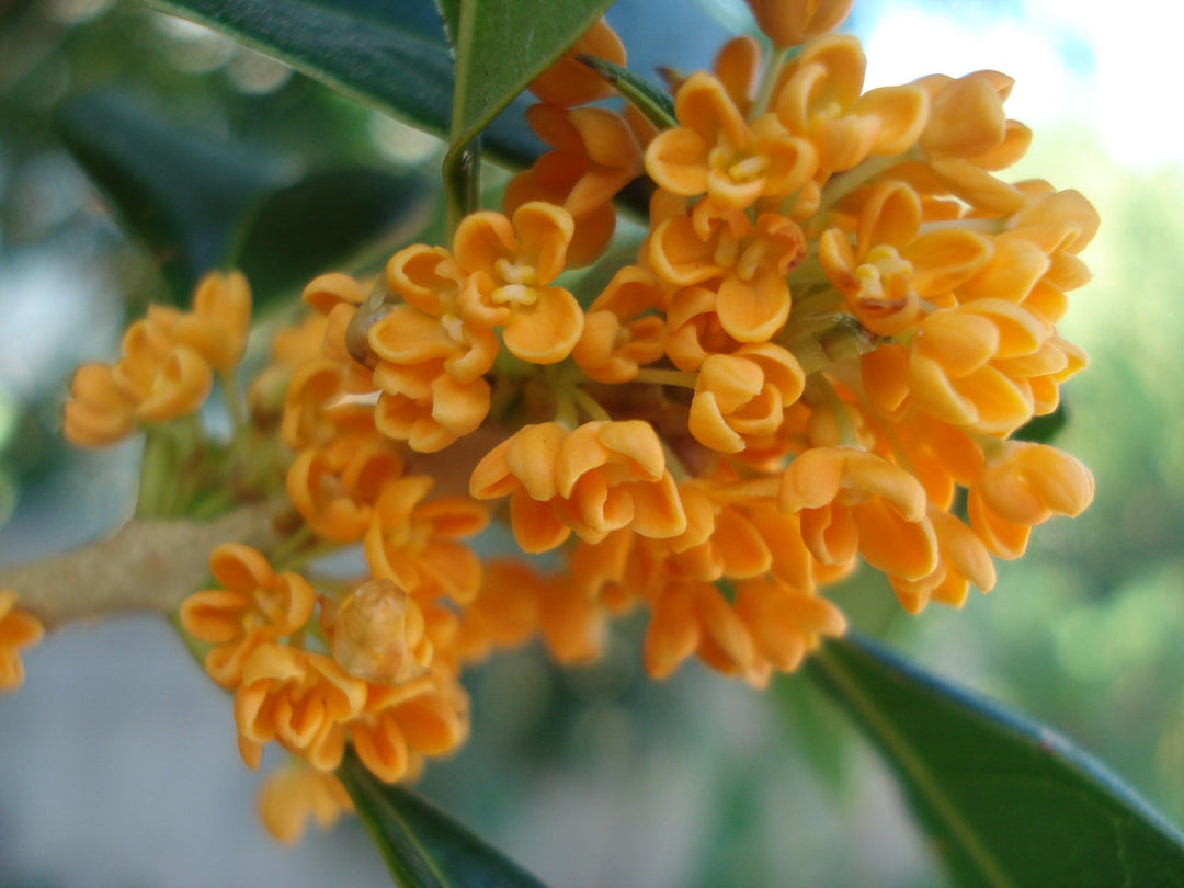 heirloom osmanthus flower seeds