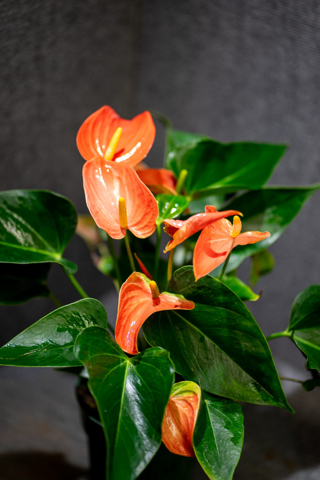 Anthurium lysorange blomsterfrø til plantning 100 stk